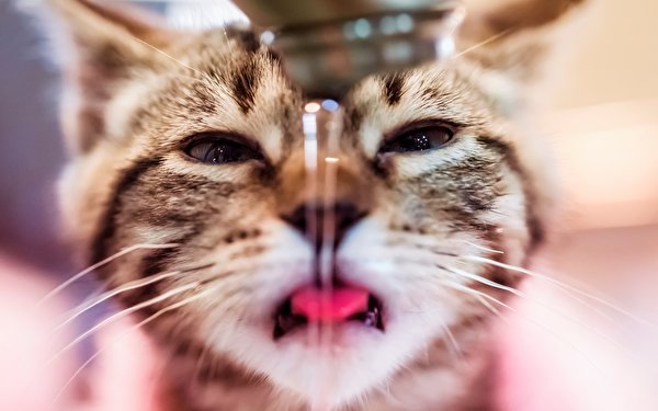 Picture animal Cats Drinking water Tap Snout Funny 600x375