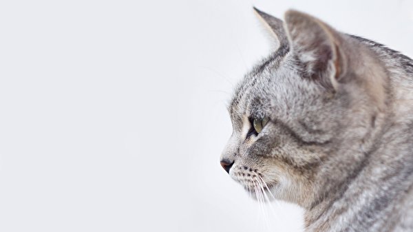 Image cat Head animal 600x337