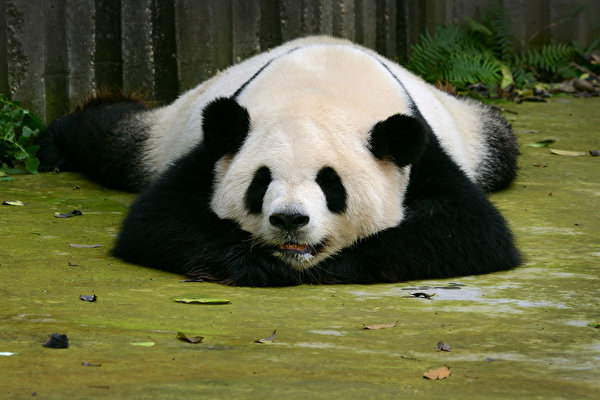 Fondos de escritorio Oso pandas Osos Dormida un animal