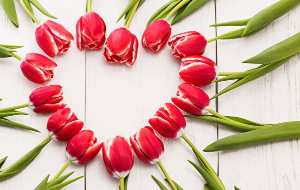 Images Heart Red Tulips flower Template greeting card 600x381