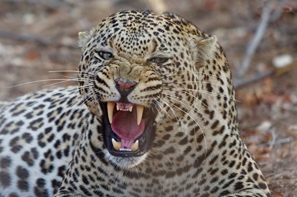 Pictures leopard Canine tooth fangs Roar Snout Head Animals 600x399