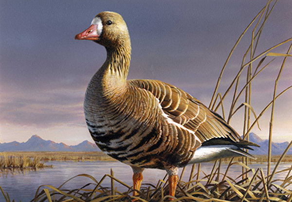 Wallpaper Geese Birds James Hautman animal Painting Art 600x416