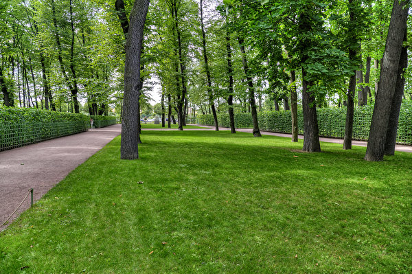 Fondos de escritorio Rusia San Petersburgo Parques Césped árboles Summer Garden Naturaleza