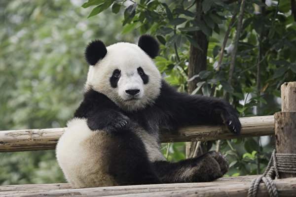 Fondos de escritorio Oso pandas Contacto visual Sentada un animal