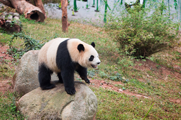 Fondos de escritorio Un oso Oso pandas Piedras Animalia