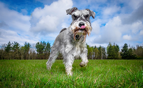 Picture Schnauzer Dogs Grass Animal 600x369