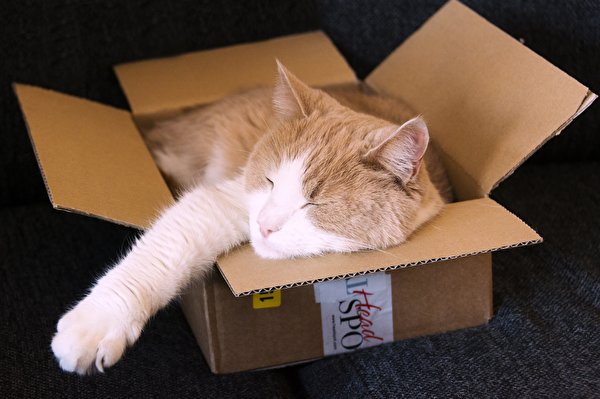 Photo cat Sleep Box animal 600x399