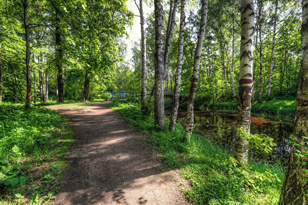 Fondos de escritorio Rusia San Petersburgo Parque árboles Senda Nevsky Forest Park Naturaleza