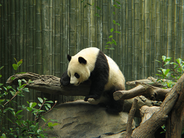 Fondos de escritorio Un oso Oso pandas Rama animales