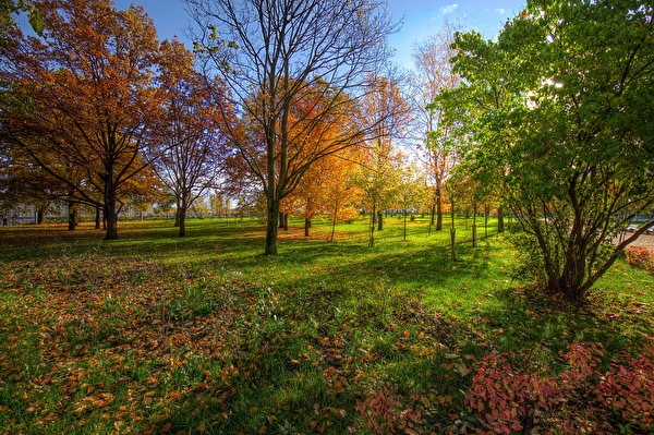Fondos de escritorio Rusia San Petersburgo Parques Otoño árboles Hoja park Kurakina Dacha Naturaleza