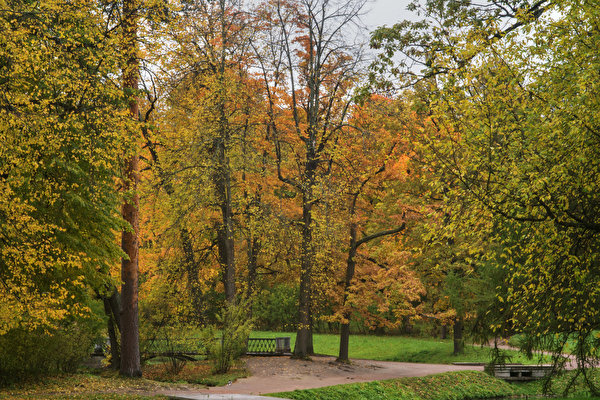 Fondos de escritorio Rusia San Petersburgo Parque Otoño árboles Pushkin Naturaleza