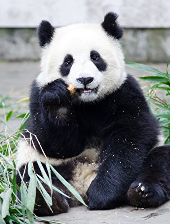Fondos de escritorio Un oso Panda gigante Sentada