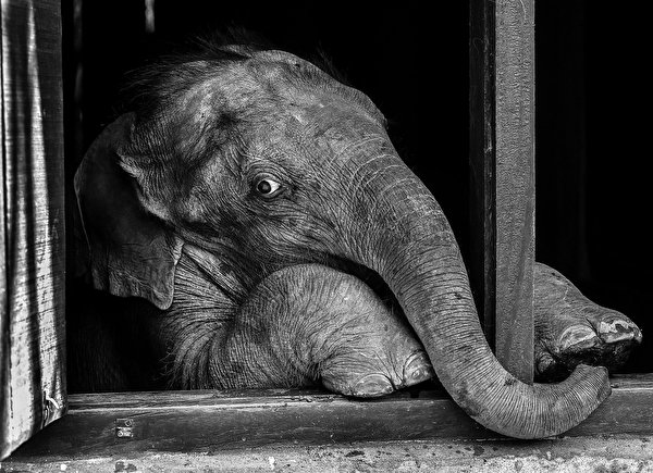 Images Elephant Black And White Animal 600x435