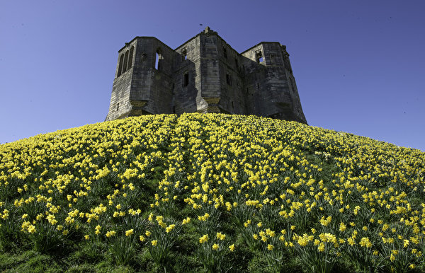 Fondos de escritorio Inglaterra Castillo Ruinas Narcissus Colina cerro Warkworth Castle