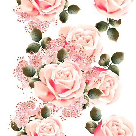 Picture Roses Pink color flower White background 450x450