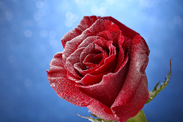 Photos Red rose Snow Flowers Closeup 600x400