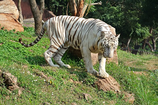 Picture Tigers White Bengal Tiger Grass Animals 600x401