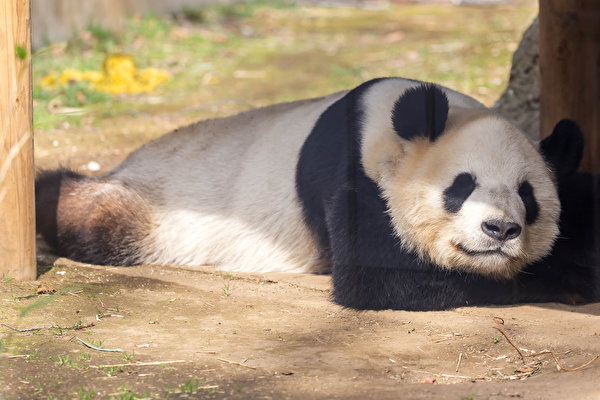 Fondos de escritorio Panda gigante Dormida
