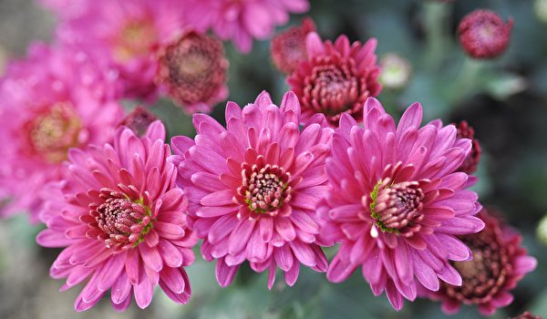 Image Pink color Mums Flowers Closeup 600x350