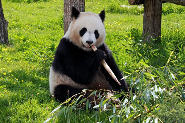 Fondos de escritorio Un oso Panda gigante Hierba Sentado un animal