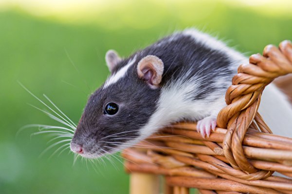 Ratten bilder (28 Fotos) Hintergrundbilder