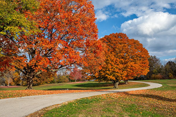 Autumn Foliage wallpaper (1k images) pictures download:9