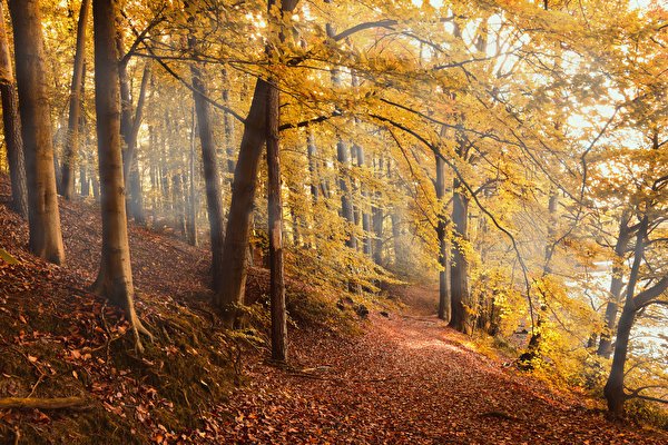 Autumn Foliage wallpaper (1k images) pictures download:9