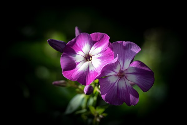 Images Phlox flower 600x400