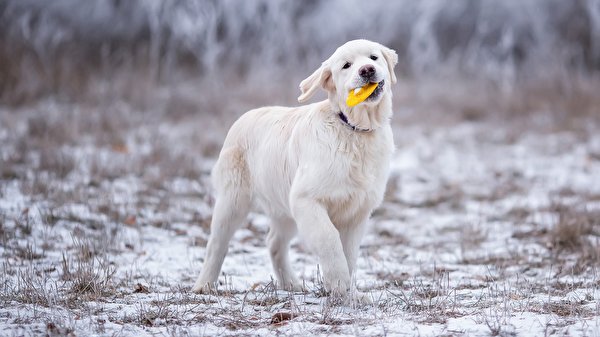 壁紙 600x337 イヌ ゴールデン レトリバー 雪 遊ぶ 動物 ダウンロード 写真