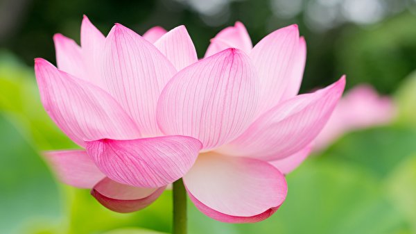 Images Pink color Flowers Lotus flower Closeup 600x337