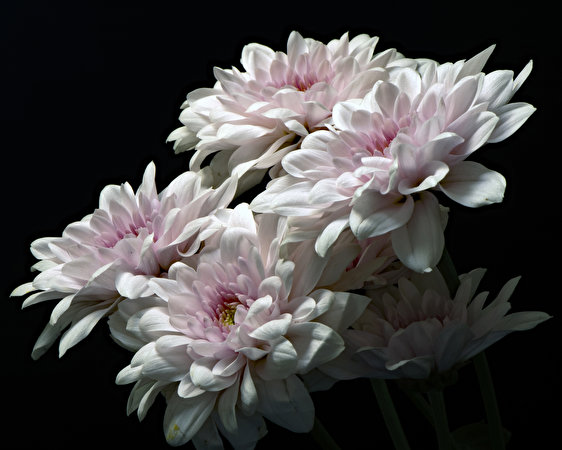 Flowers wallpaper (20k images) pictures download:49