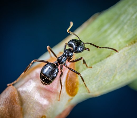 Foto's Mieren Insecten Dieren Close-up 519x450 een dier van dichtbij