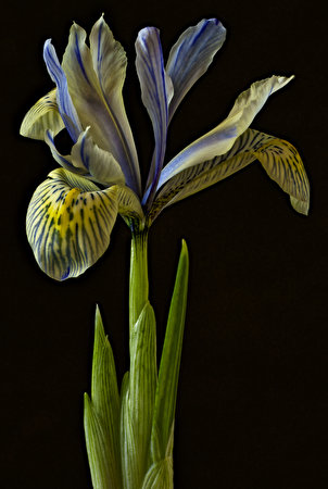 Photos Irises flower Closeup Black background 302x450