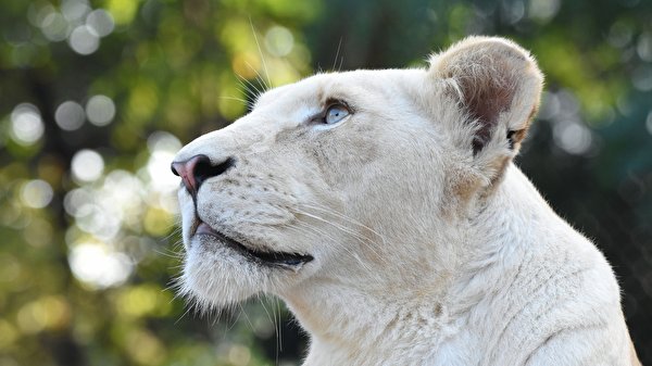 Sfondi desktop Panthera leo Leonessa Testa Bianco Colpo d'occhio