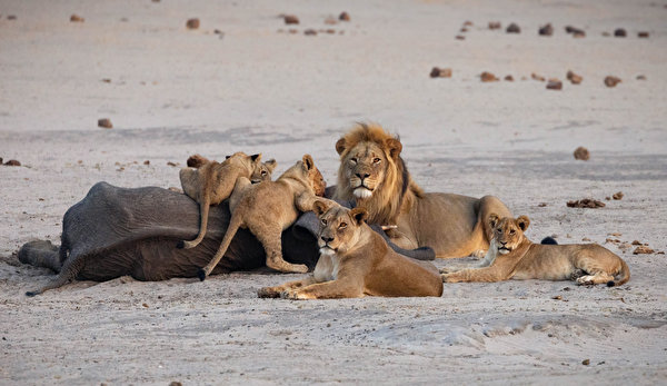 Sfondi desktop Panthera leo Cuccioli di animali Arena Animali