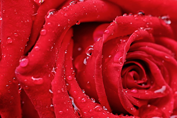 Fotos Rosen Großansicht Tropfen Rot