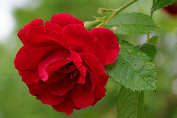 Bilder Rose Hautnah Rot Blüte