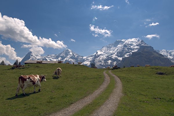 壁紙 600x401 山 牛 スイス 草原 Jungfrau 草 登山道 アルプス山脈 自然 ダウンロード 写真