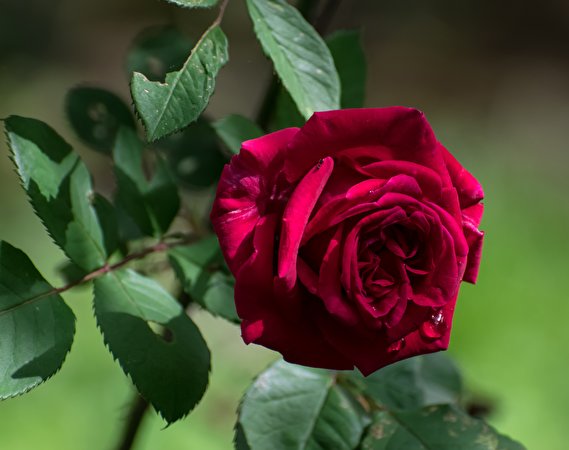 Hintergrundbilder Großansicht Rosen Bokeh Blattwerk Rot Blumen