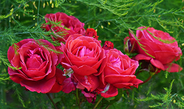 Hintergrundbilder Rosen Großansicht Rot Blüte