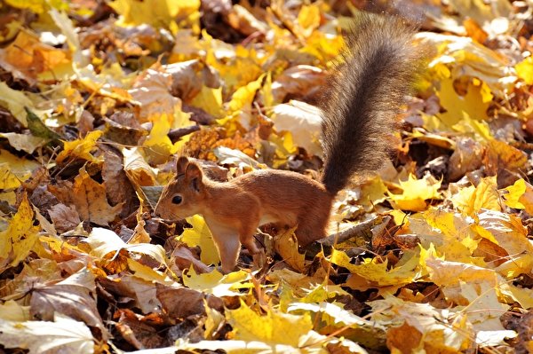 Pictures Squirrels Leaf Autumn Tail Animals 600x399