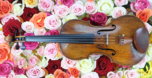 600x308、バラ、たくさん、楽器、バイオリン、、花、