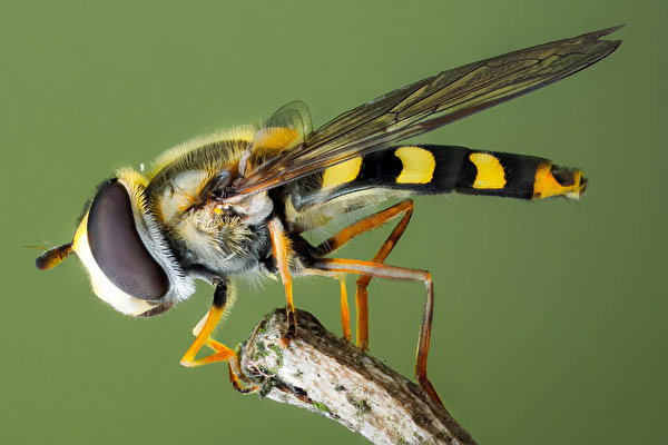 Foto's vlieg Insecten syrphidae een dier van dichtbij 600x400 Vliegen Dieren Close-up