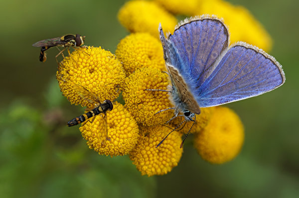 Обои для рабочего стола Мухи Бабочки Насекомые syrphids, common blue Животные 600x399 бабочка насекомое животное