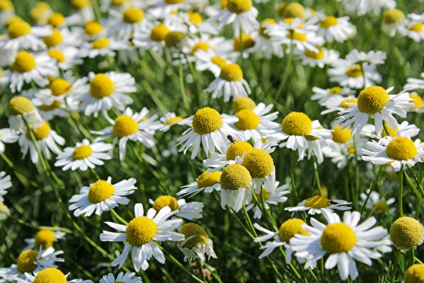 壁紙 600x400 カモミール たくさん 花 ダウンロード 写真