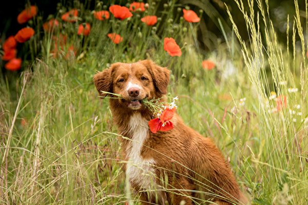 壁紙 600x400 ポピー ノヴァ スコシア ダック トーリング レトリーバー 草 座っ 凝視 ボケ写真 動物 ダウンロード 写真