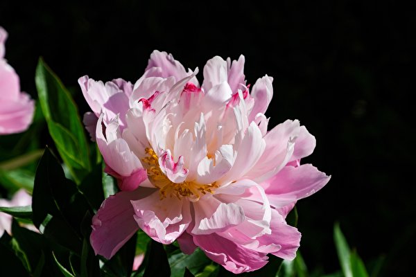 Fotos von Rosa Farbe Blüte Pfingstrosen Großansicht 600x400 Blumen hautnah Nahaufnahme