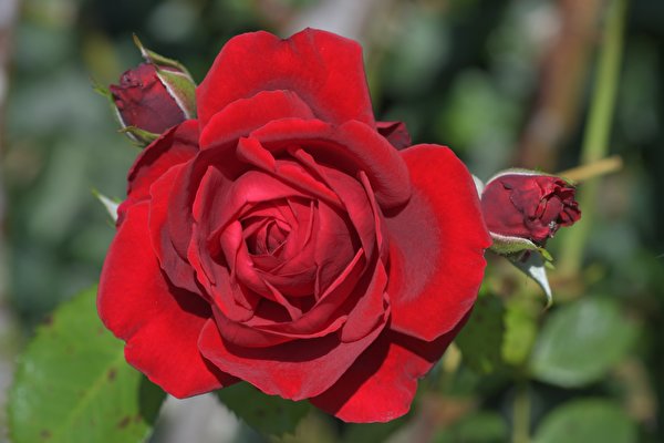 Bilder Großansicht Rosen Unscharfer Hintergrund Knospe Rot