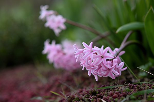 Foto Bokeh Rosa Farbe Blumen Hyazinthen 600x399 unscharfer Hintergrund Blüte