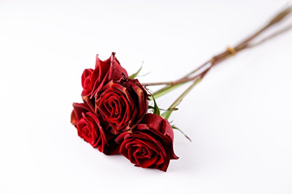 Bilder Blumensträuße Rose Weißer hintergrund Rot